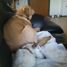 Jack russell terrier Calliston's Maddie