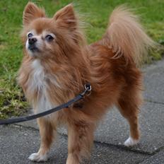 Blanding af racer Bella