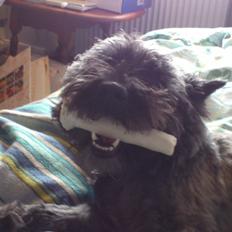 Cairn terrier Whiskey