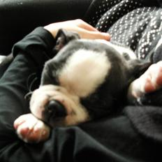 Boston terrier Divadogs Bera Banana