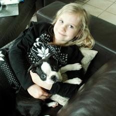 Boston terrier Divadogs Bera Banana