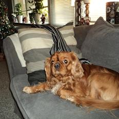 Cavalier king charles spaniel Swiffer