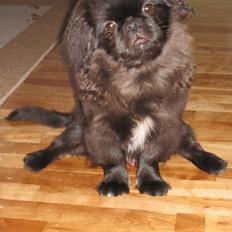 Pekingeser Milas (Elvis)