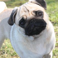 Mops Alma (Mine forældres)