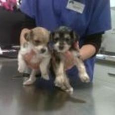 Blanding af racer Thierry Henry