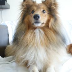 Shetland sheepdog Villy