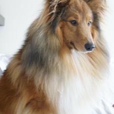 Shetland sheepdog Villy