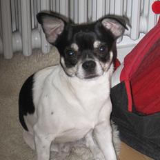 Blanding af racer Zakki