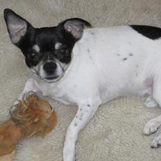 Blanding af racer Zakki