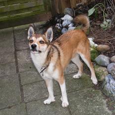 Norsk lundehund Heldager's Oktavius /Tavi