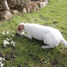 Parson russell terrier Freja