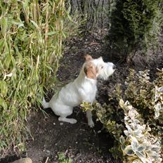 Parson russell terrier Freja