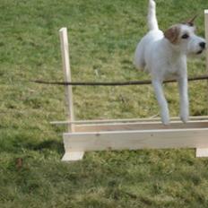 Parson russell terrier Freja