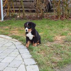 Berner sennenhund Bernerstuens Belle (Blue)