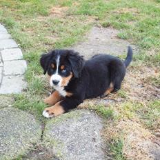 Berner sennenhund Bernerstuens Belle (Blue)