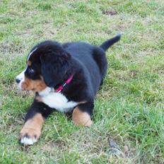 Berner sennenhund Bernerstuens Belle (Blue)