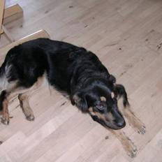 Blanding af racer Aleu