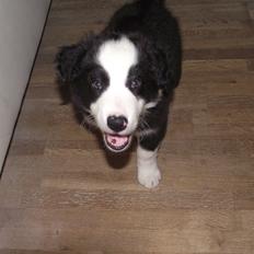 Border collie Balto