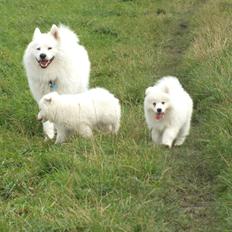 Samojedhund Columbus