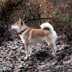 Shiba Simba (Alina's Beniaka)