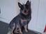 Australsk cattledog Pepsi - pepsi 2012 smukke hund.. :)