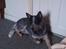 Australsk cattledog Pepsi - 2012 