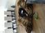 Border collie Marmaduke 