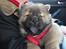 Chow chow Piuk Chow Plenty Of Joy From Santa - Velkommen til Kato's profil! :-)
Her er vi i bilen på vej hjem da vi hentede ham (17. februar 2012)