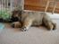 Chow chow Piuk Chow Plenty Of Joy From Santa - Jeg ta'r lige en lur mor :-*