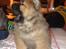 Chow chow Piuk Chow Plenty Of Joy From Santa - Mors glade dreng ;)