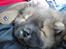 Chow chow Piuk Chow Plenty Of Joy From Santa - Ud og køre bil ;-)