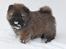 Chow chow Piuk Chow Plenty Of Joy From Santa - Kato 5 uger gammel ude i sneen :-)