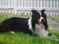 Border collie ****** Kian star bright Robin (Lucky)
