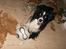Border collie ****** Kian star bright Robin (Lucky)