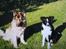Border collie ****** Kian star bright Robin (Lucky)