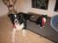 Border collie ****** Kian star bright Robin (Lucky)