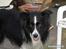 Border collie ****** Kian star bright Robin (Lucky)