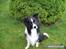 Border collie ****** Kian star bright Robin (Lucky)
