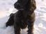 Field Trial Cockerspaniel Bobby - Min smukke sorte dreng