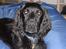 Field Trial Cockerspaniel Bobby - Tager du nu billeder igen??!