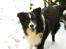 Border collie ****** Kian star bright Robin (Lucky)