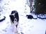 Border collie ****** Kian star bright Robin (Lucky)