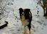 Border collie ****** Kian star bright Robin (Lucky)