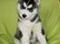Siberian husky Diva