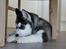 Siberian husky Diva