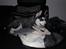 Siberian husky Diva