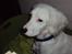 Blanding af racer Nicki *RIP* - NYT 18-02-2012. 
Der er så tomt her hjemme uden dig :-(