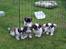 Shih tzu Nellie - Tessa, Bella, Alfred og Aslan.....Skønne hvalpe.....