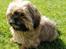 Shih tzu Chico