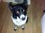 Blanding af racer Border Collie Milo - Nogen der har nummeret på en god eksorcist, for min kære Milo er da øjensynligt blevet besat af djævlen himself :O Tihi.
Nogen er jer der har oplevet noget lignende?? ;) Bør jeg være bekymret, eller skulle jeg blot have sendt ham til fastalavnsfesten i h